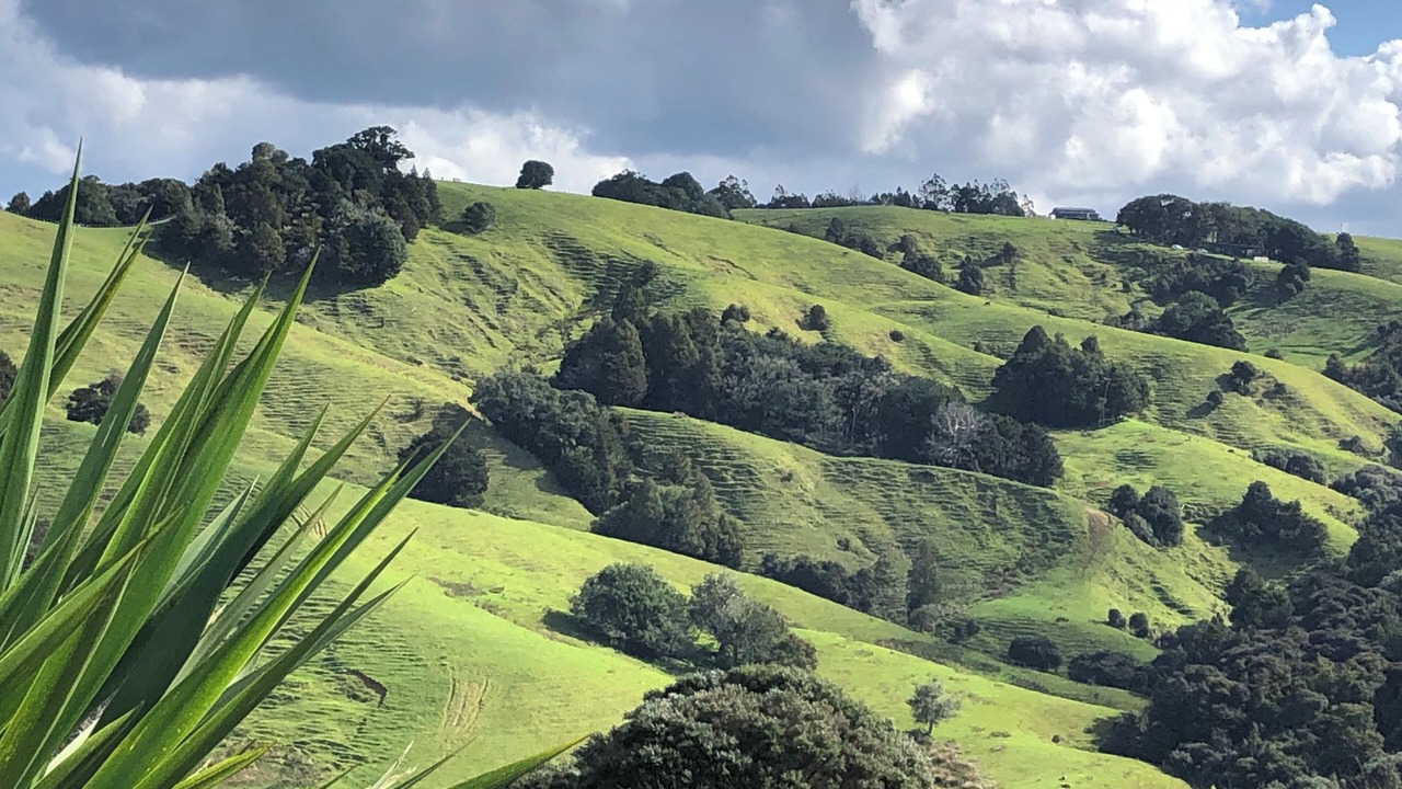 Photo of Others in Mahurangi West