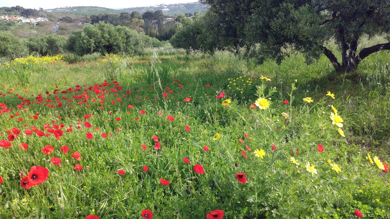 Photo of Outdoor in Knosos
