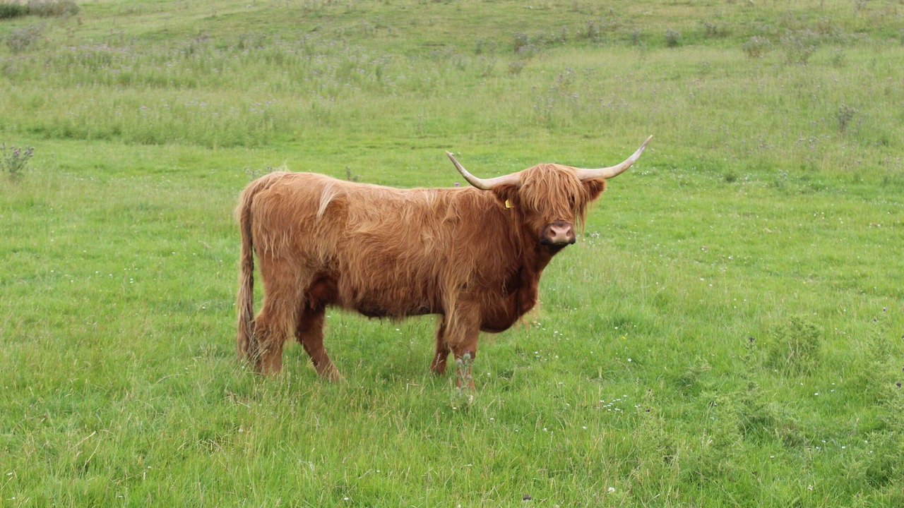 Photo of Others in Duns