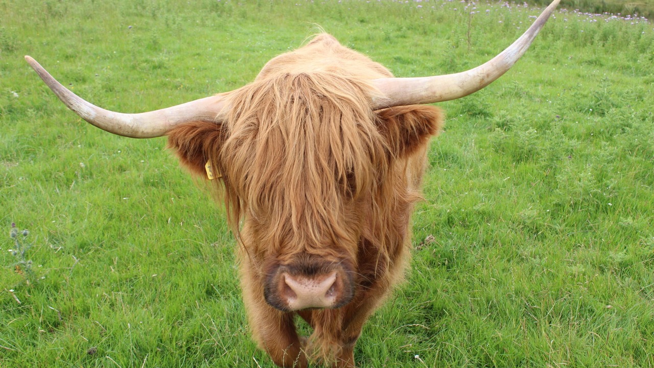 Photo of Others in Duns