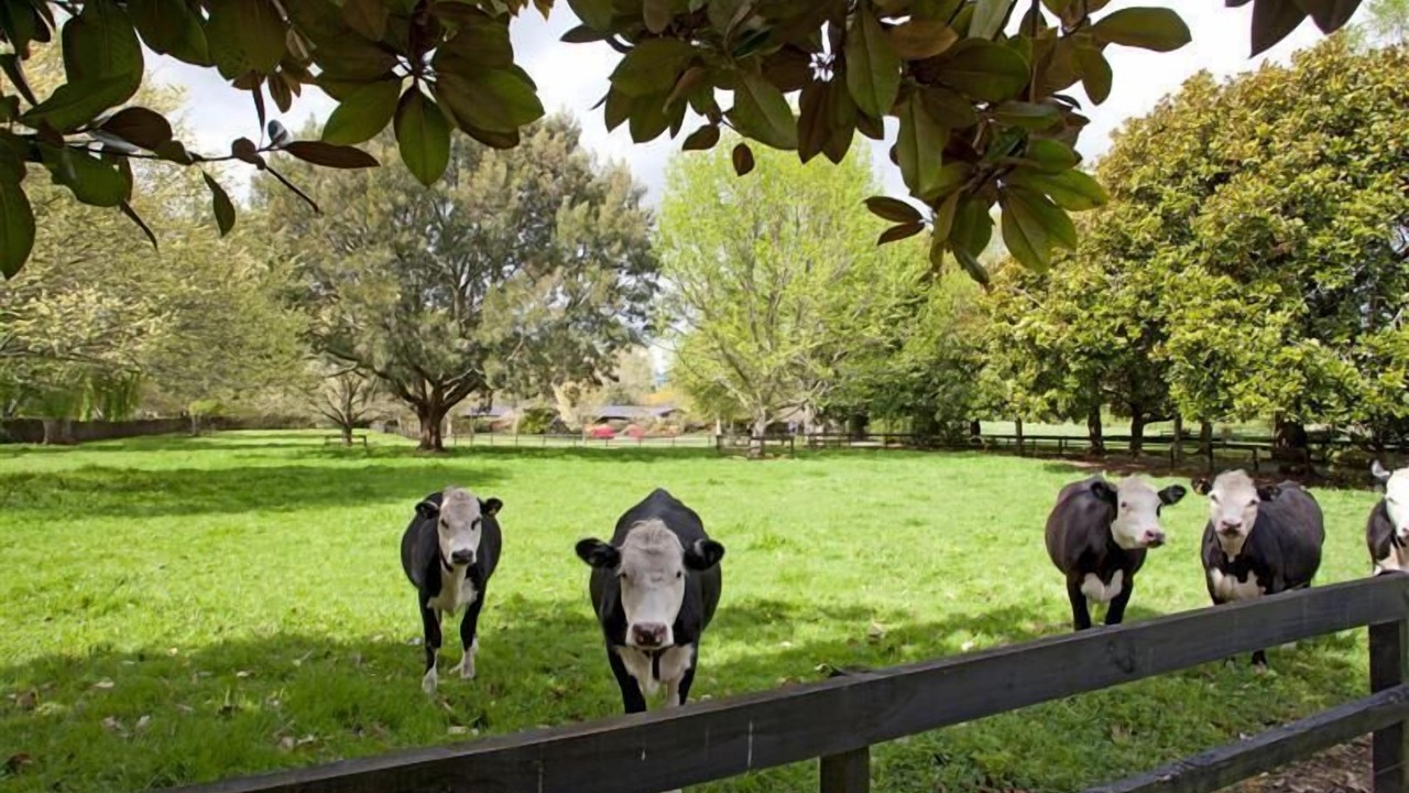Photo of Outdoor in Tamahere