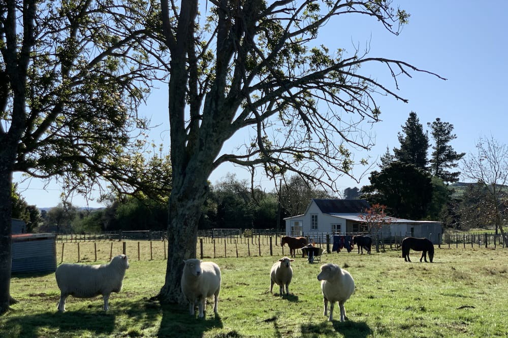 Photo of Outdoor in Kiwitea