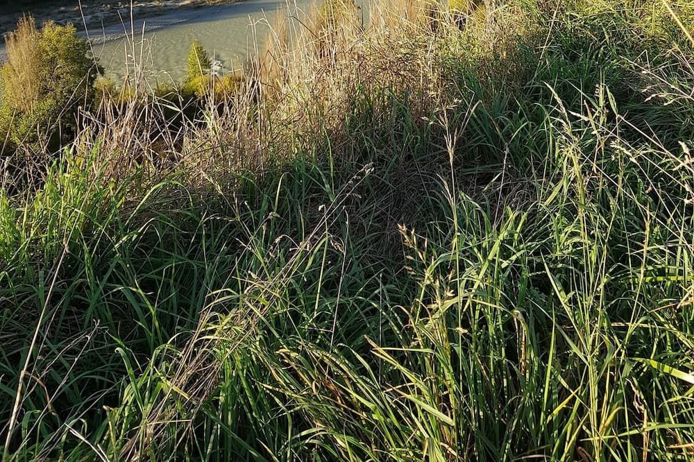Photo of Outdoor in Kiwitea