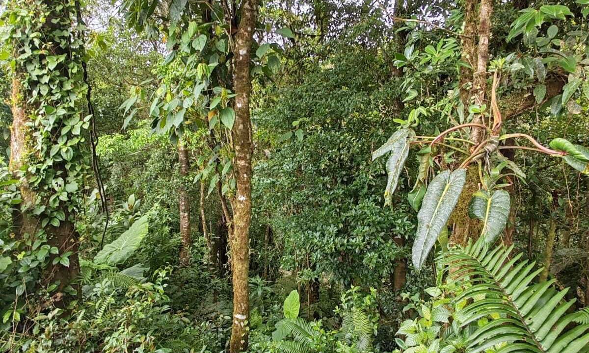 Photo of Outdoor in Roble