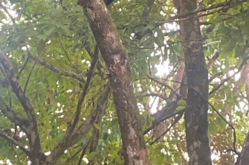 Photo of Others in Roble