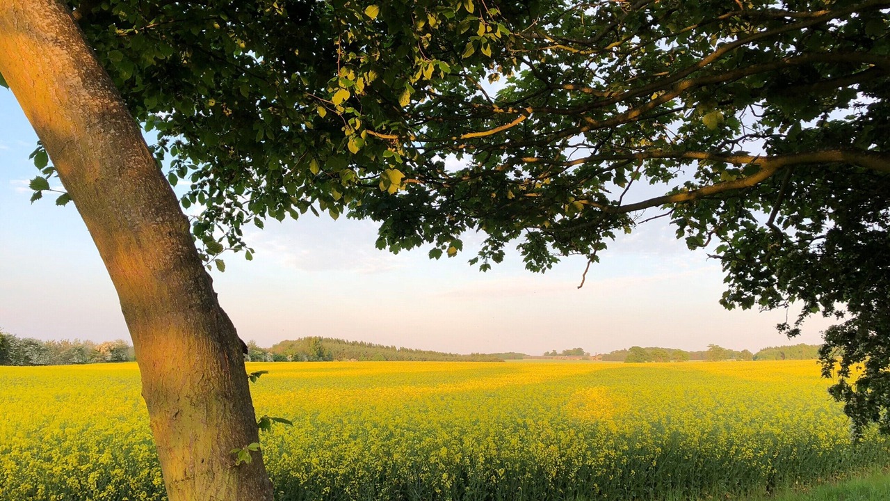 Photo of Outdoor in Allanton