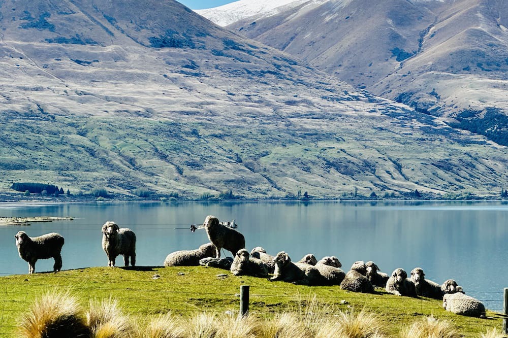 Photo of Others in Ohau