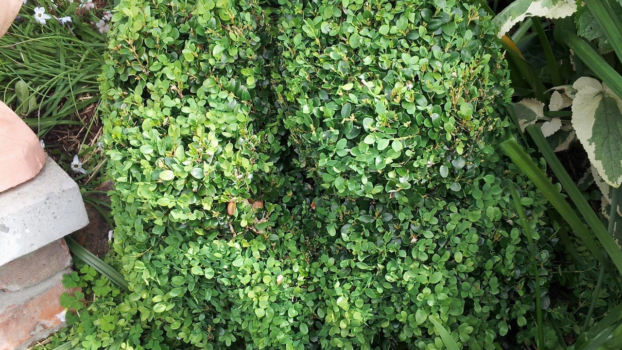 Photo of Outdoor in West Launceston
