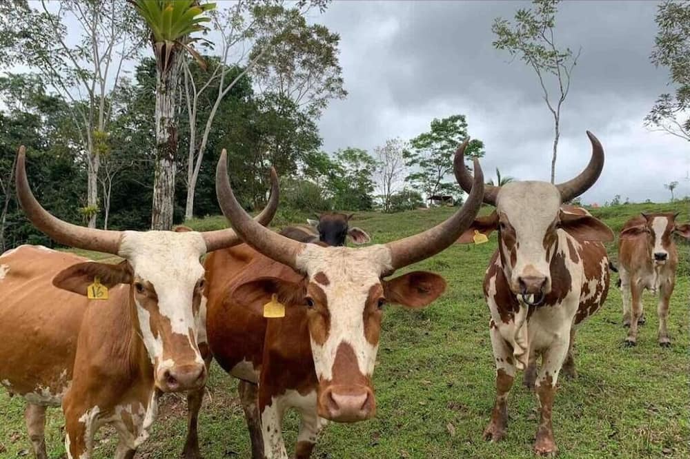 Photo of Outdoor in La Fortuna