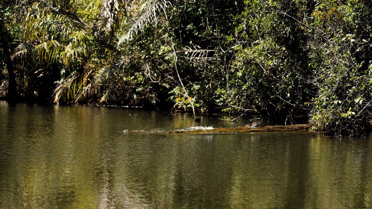 Photo of Others in Tortuguero