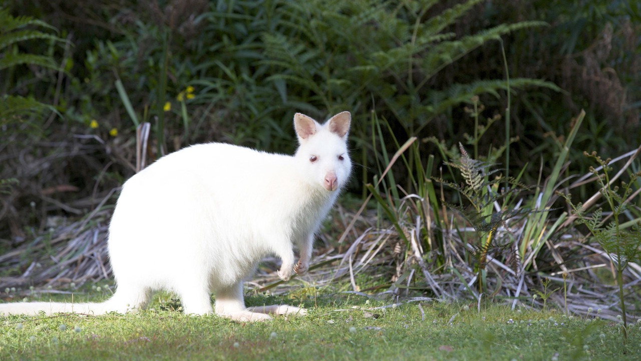Photo of Outdoor in South Bruny