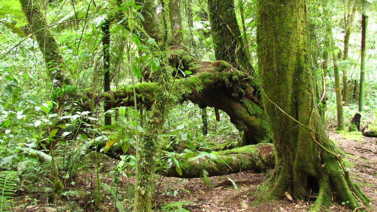 Photo of Outdoor in Oropi