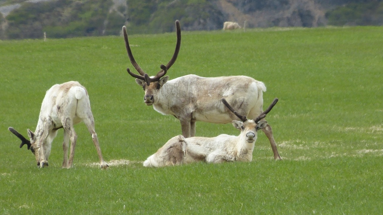 Photo of Outdoor in Egilsstadir