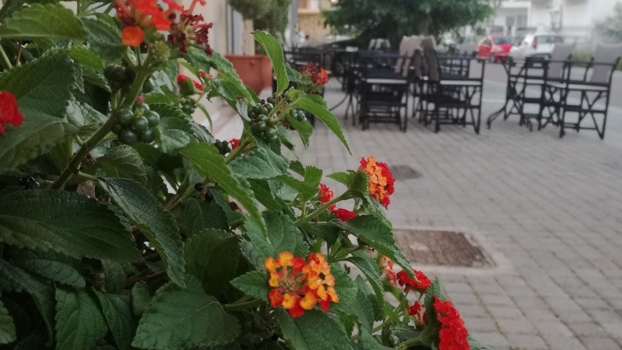 Photo of Outdoor in Archaia Olympia