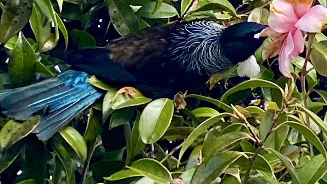 Photo of Outdoor in Haast