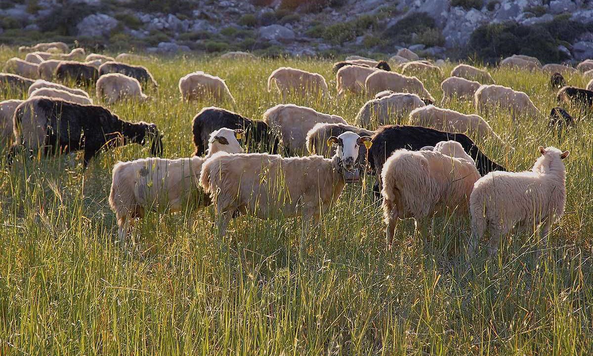 Photo of Outdoor in Agios Georgios