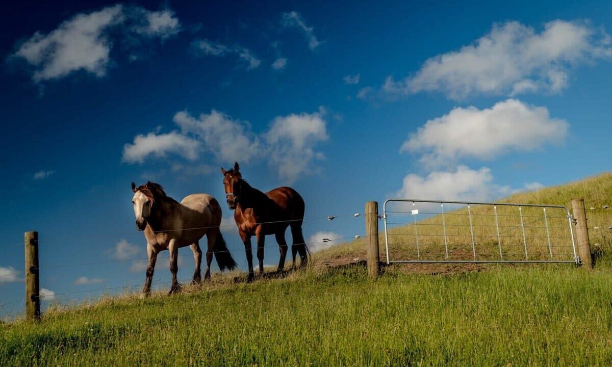 Photo of Outdoor in Te Akau
