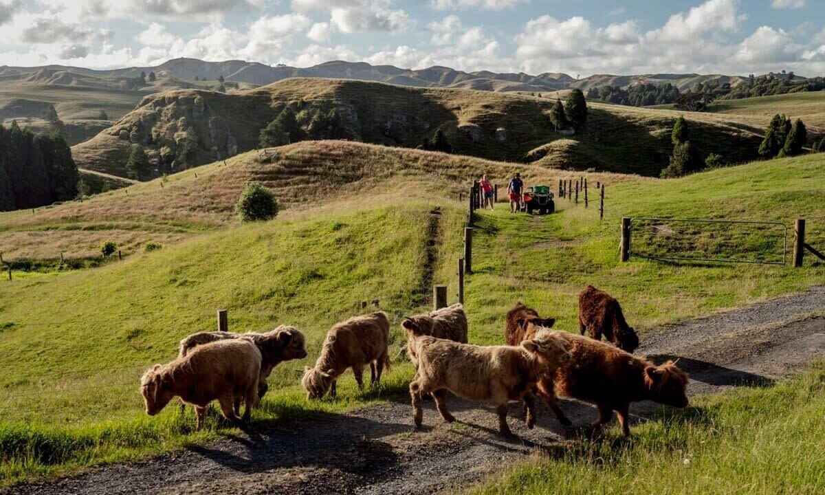 Photo of Outdoor in Te Akau