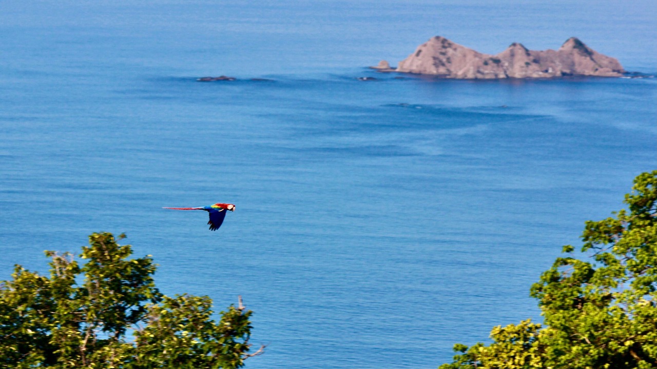 Photo of Others in Ballena