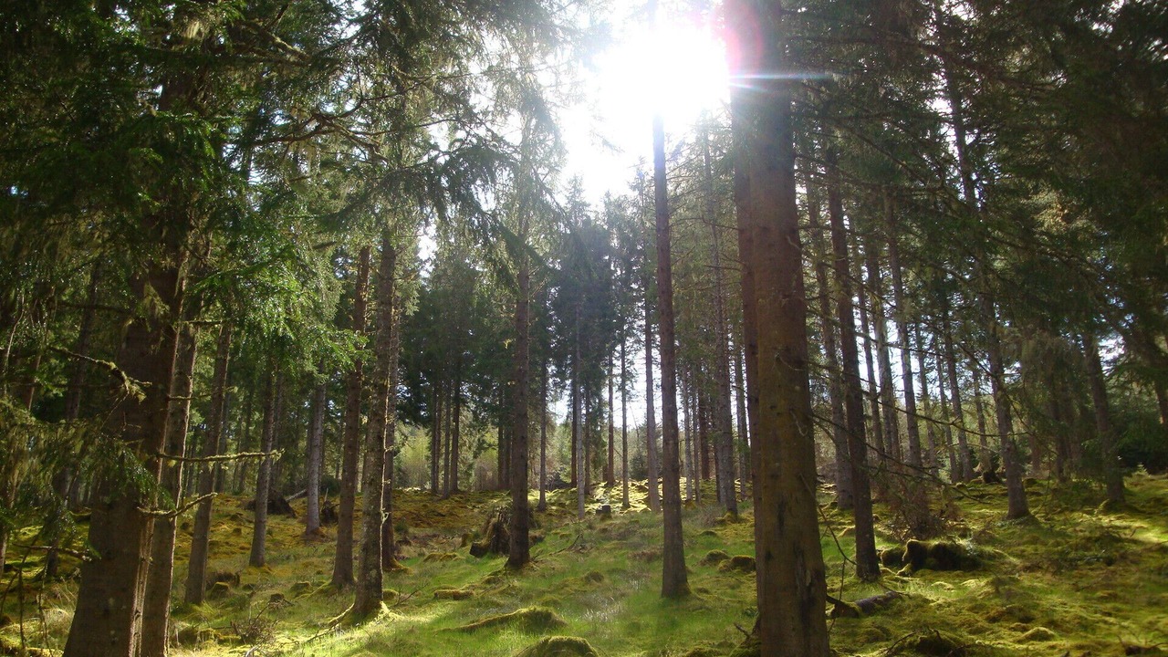 Photo of Others in Tomich