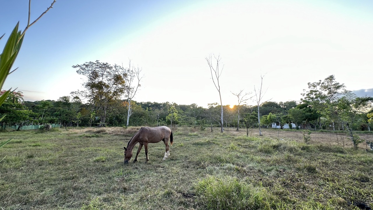 Photo of Others in Puerto Jimenez