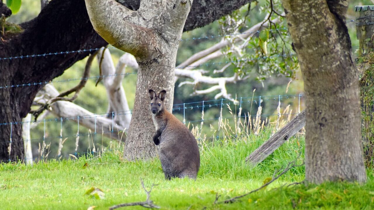 Photo of Others in Mole Creek