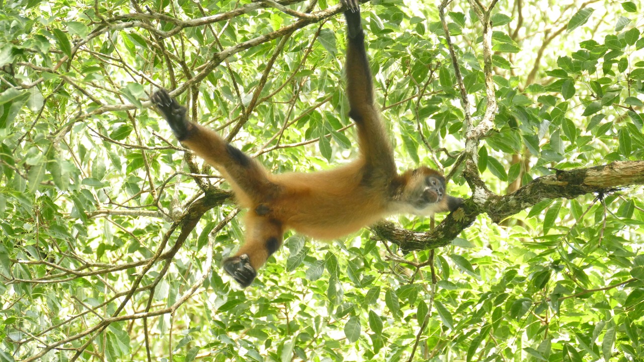 Photo of Others in Venado