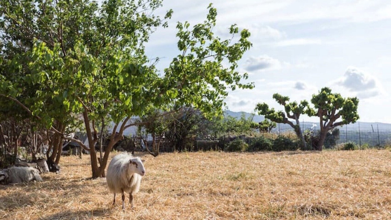 Photo of Outdoor in Mylopotamos