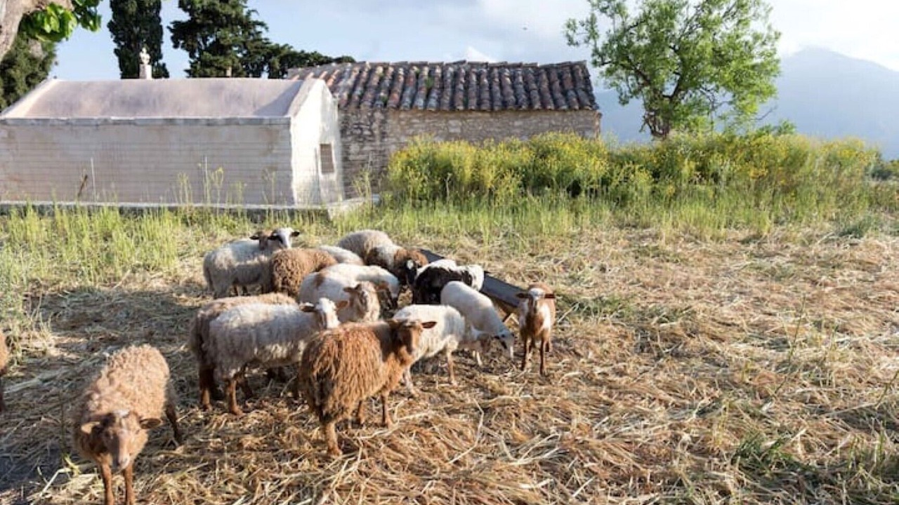 Photo of Others in Mylopotamos