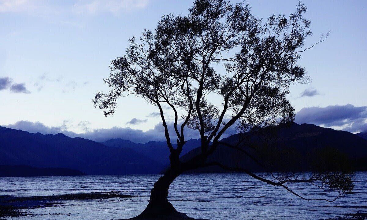 Photo of Others in Wanaka