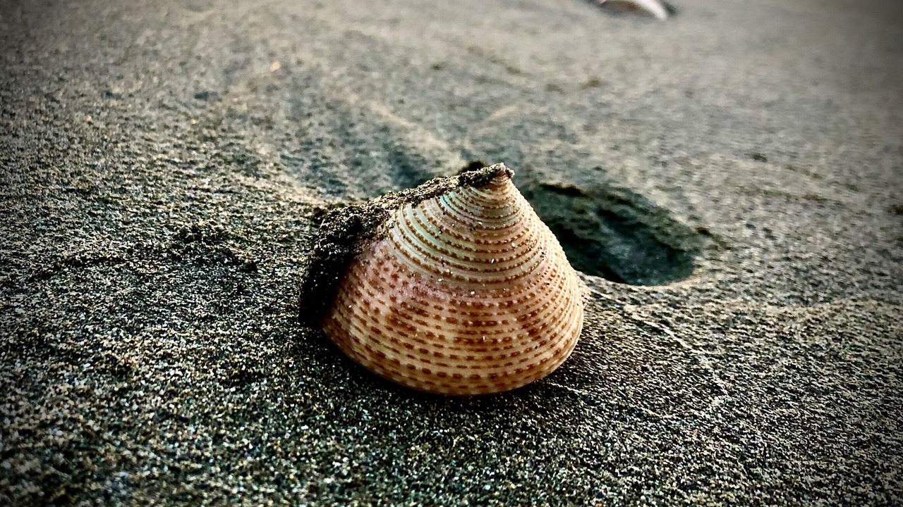 Photo of Others in Raumati Beach