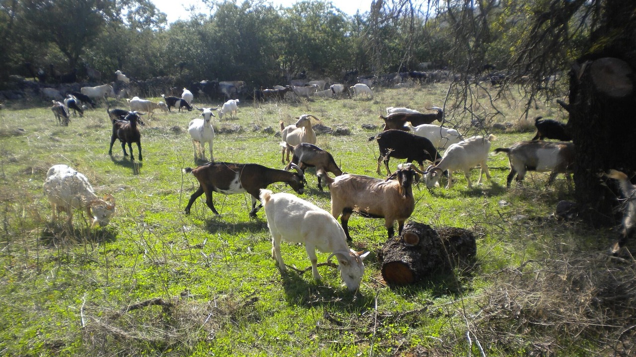 Photo of Others in Fokiano