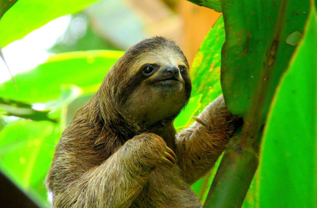 Photo of Others in Pacuare Reserve