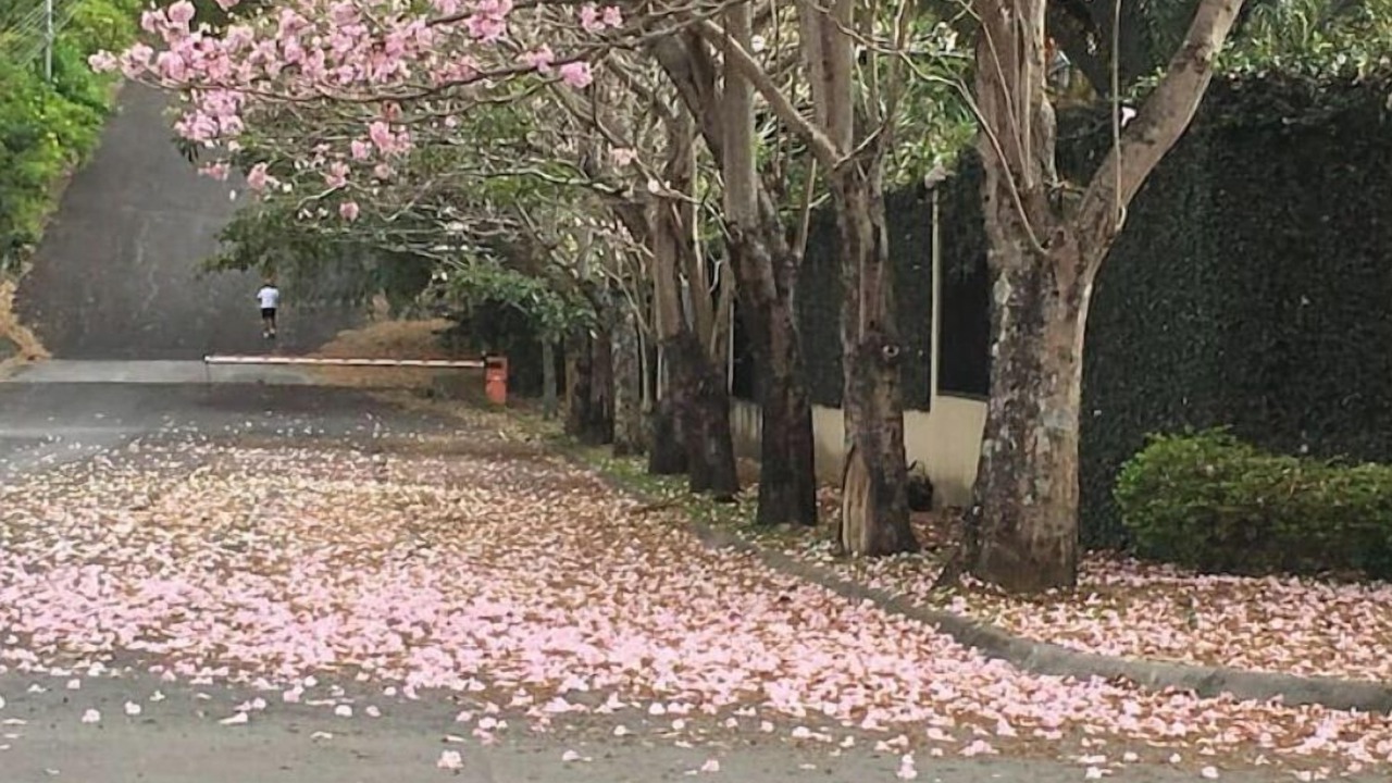 Photo of Outdoor in El Cipres