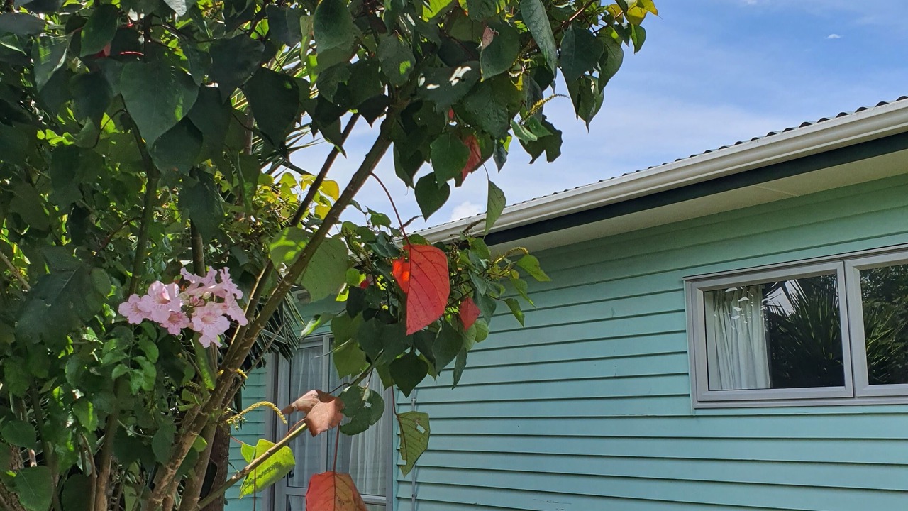 Photo of Outdoor in Auckland