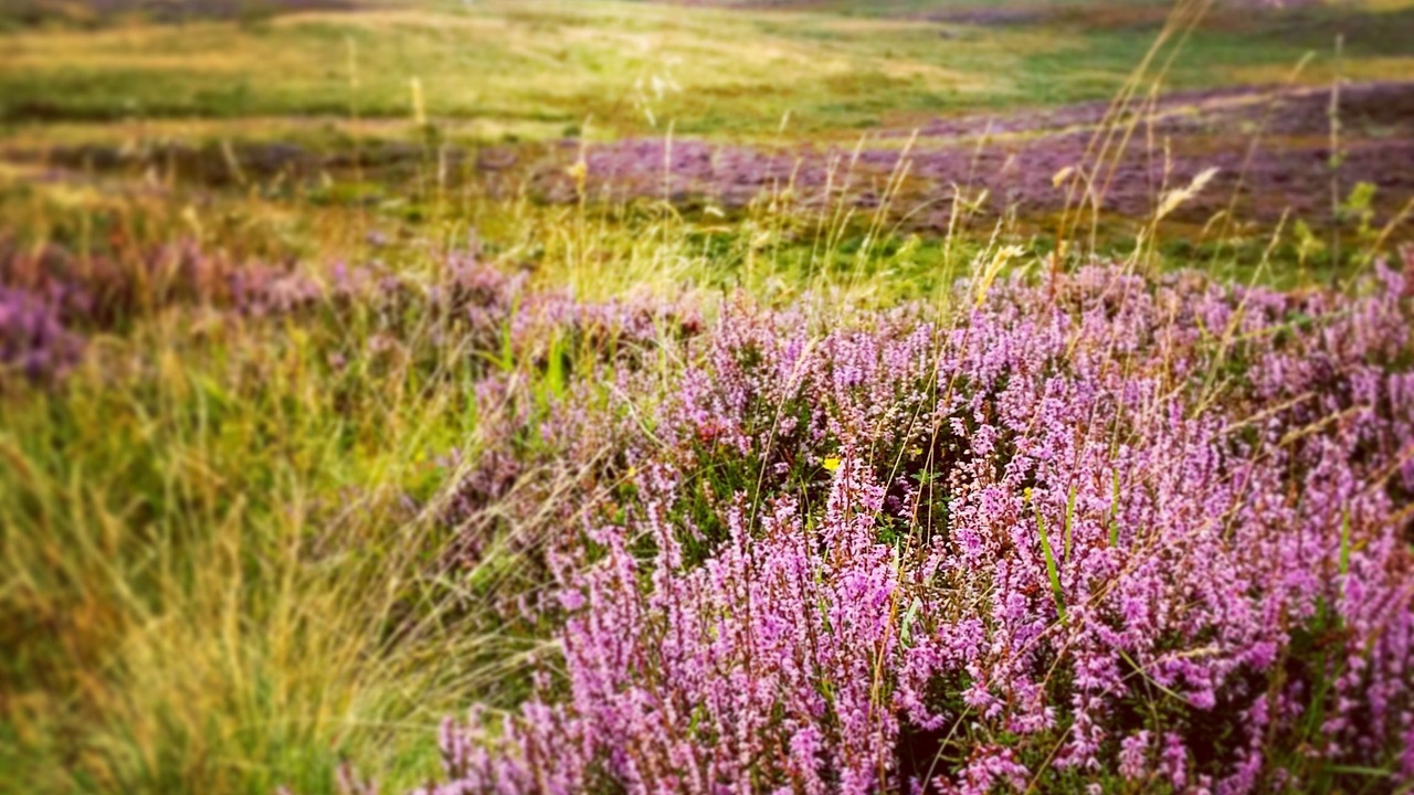 Photo of Outdoor in Newtonmore