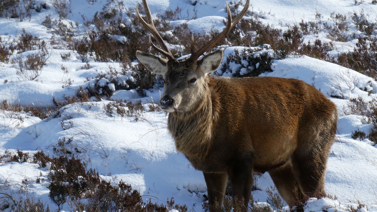 Photo of Outdoor in Newtonmore