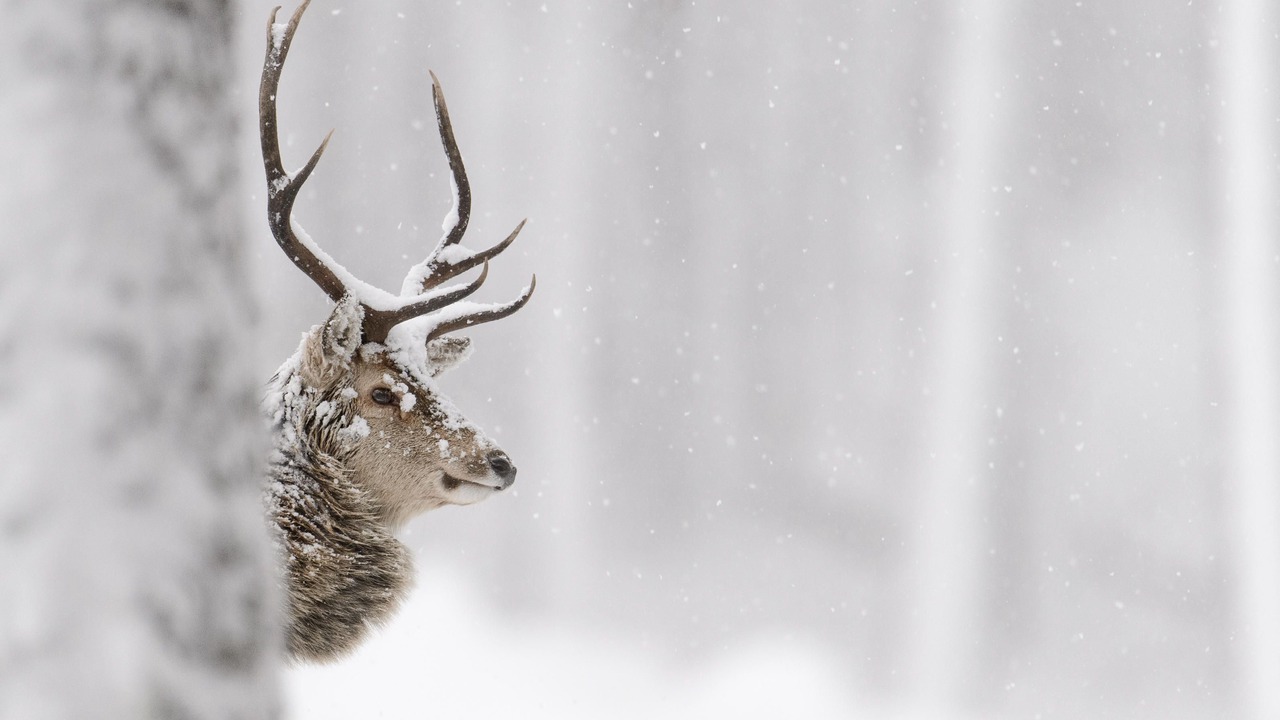 Photo of Others in Newtonmore