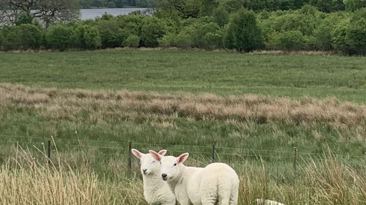 Photo of Others in Taynuilt