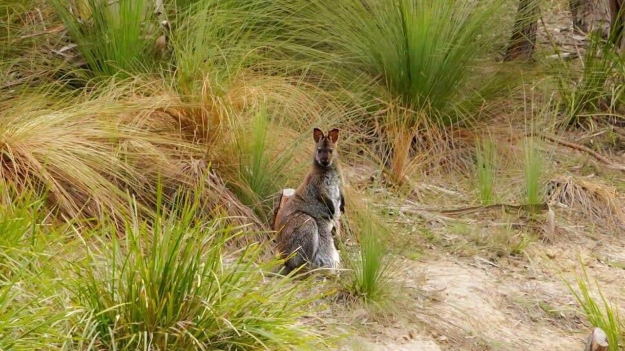 Photo of Others in North Bruny