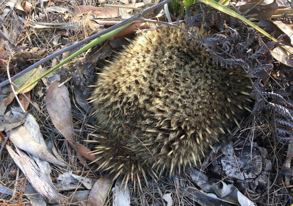 Photo of Others in North Bruny