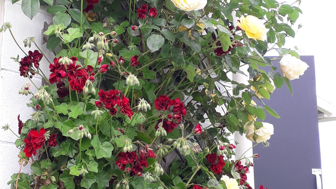 Photo of Outdoor in Hawera