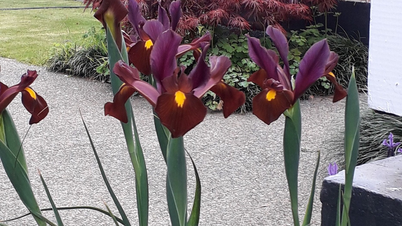 Photo of Outdoor in Hawera