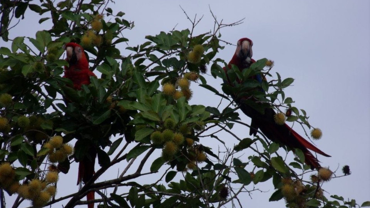 Photo of Others in Playa Matapalo