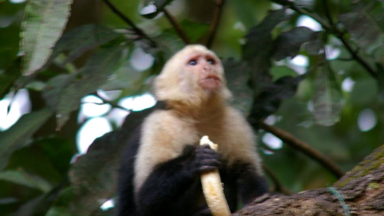 Photo of Others in Playa Matapalo