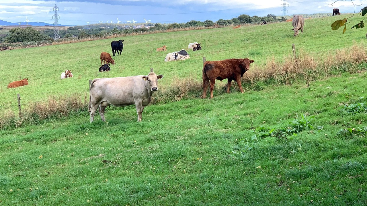 Photo of Others in Lochgelly