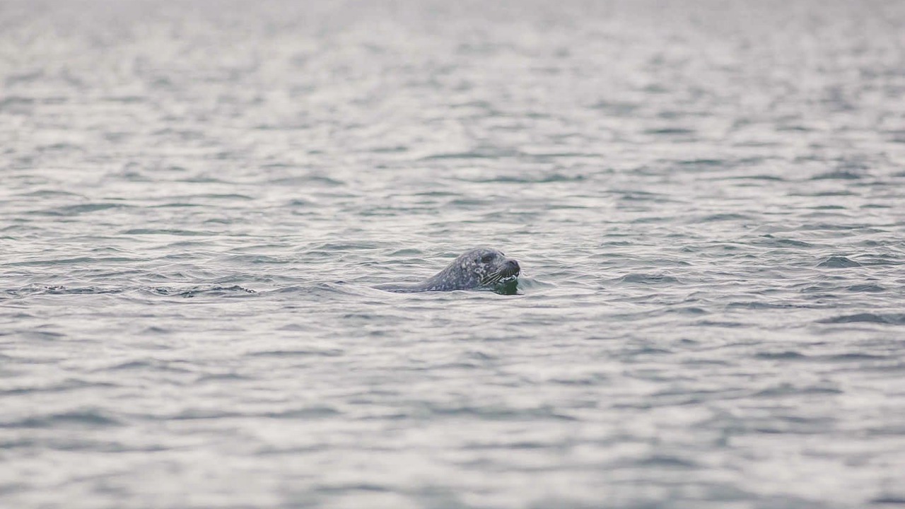 Photo of Others in Tighnabruaich