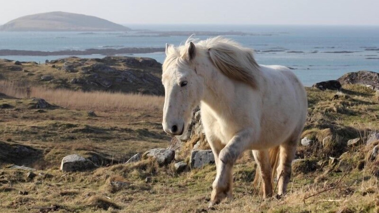 Photo of Others in Eriskay