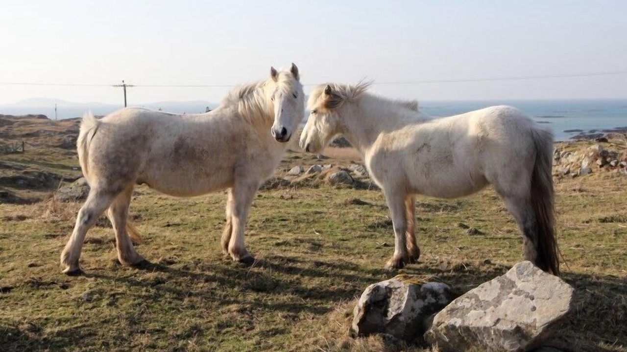 Photo of Others in Eriskay