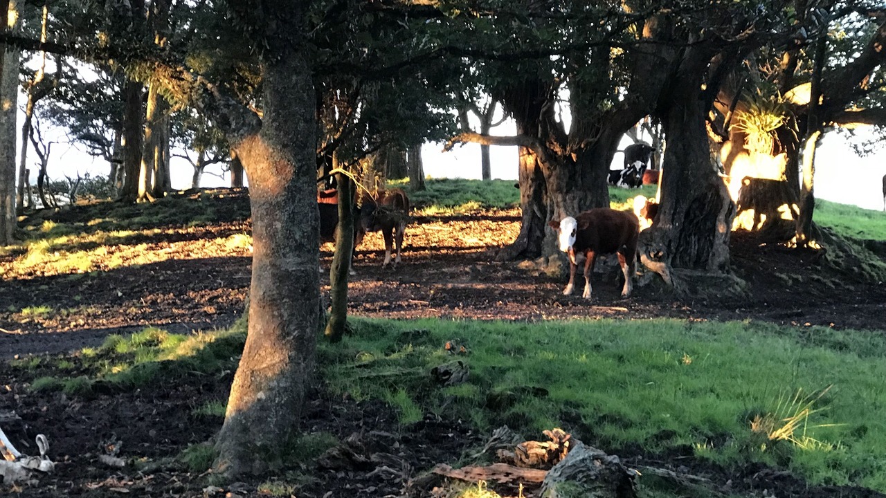 Photo of Outdoor in Kaitaia